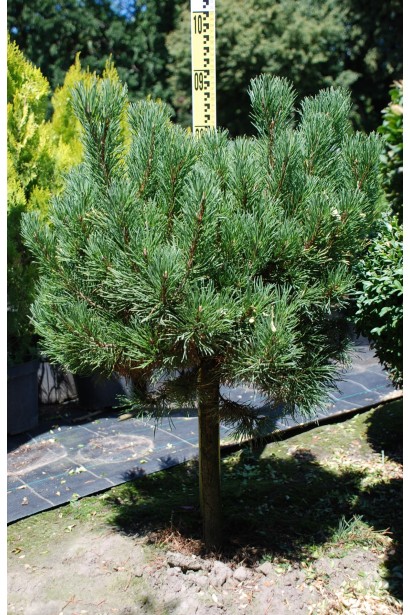 Сосна гiрська Карстенс Вiнтерголд на штамбі